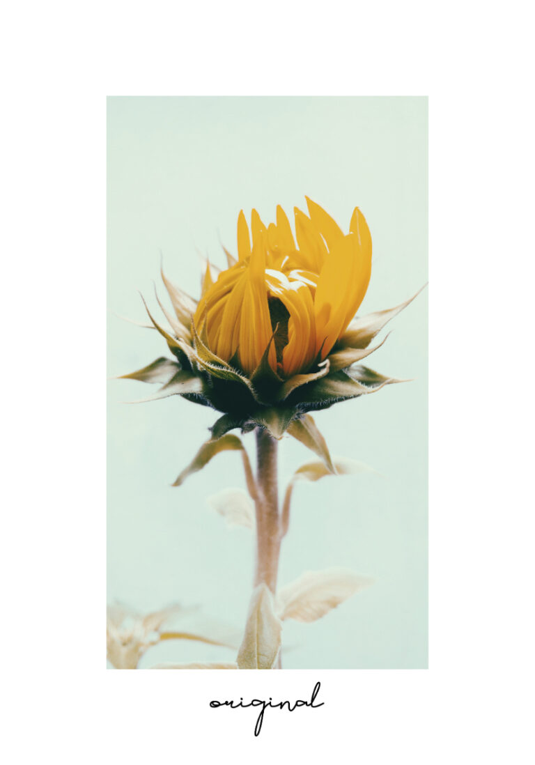 Leuchtend gelbe Sonnenblume in voller Blüte