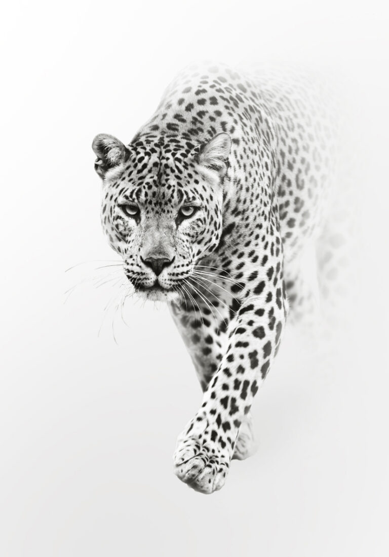Leopard im minimalistischen Schwarz-Weiß-Stil
