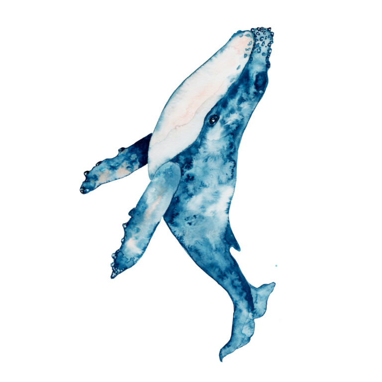 Blauwal in Aquarell