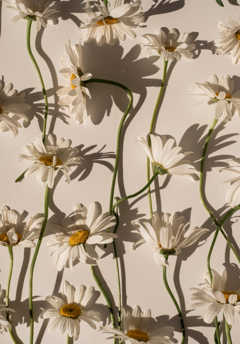 Elegante Margeriten mit feinen Schatten