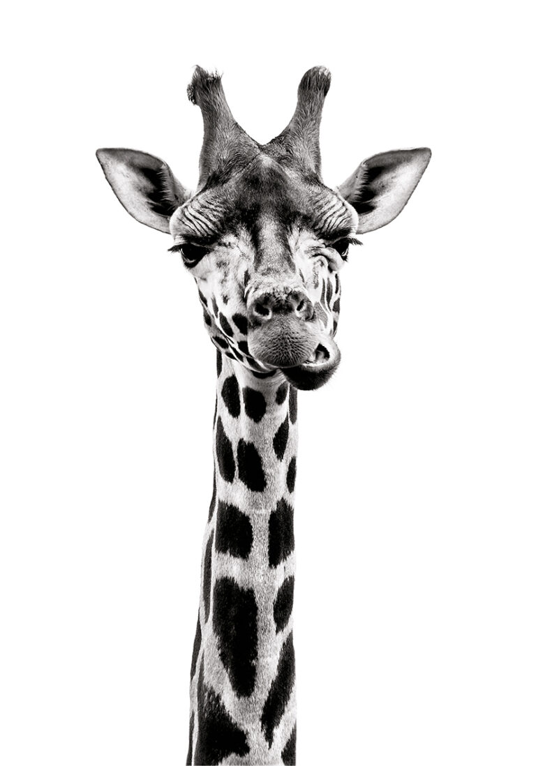 Künstlerische Nahaufnahme eines Giraffenkopfs