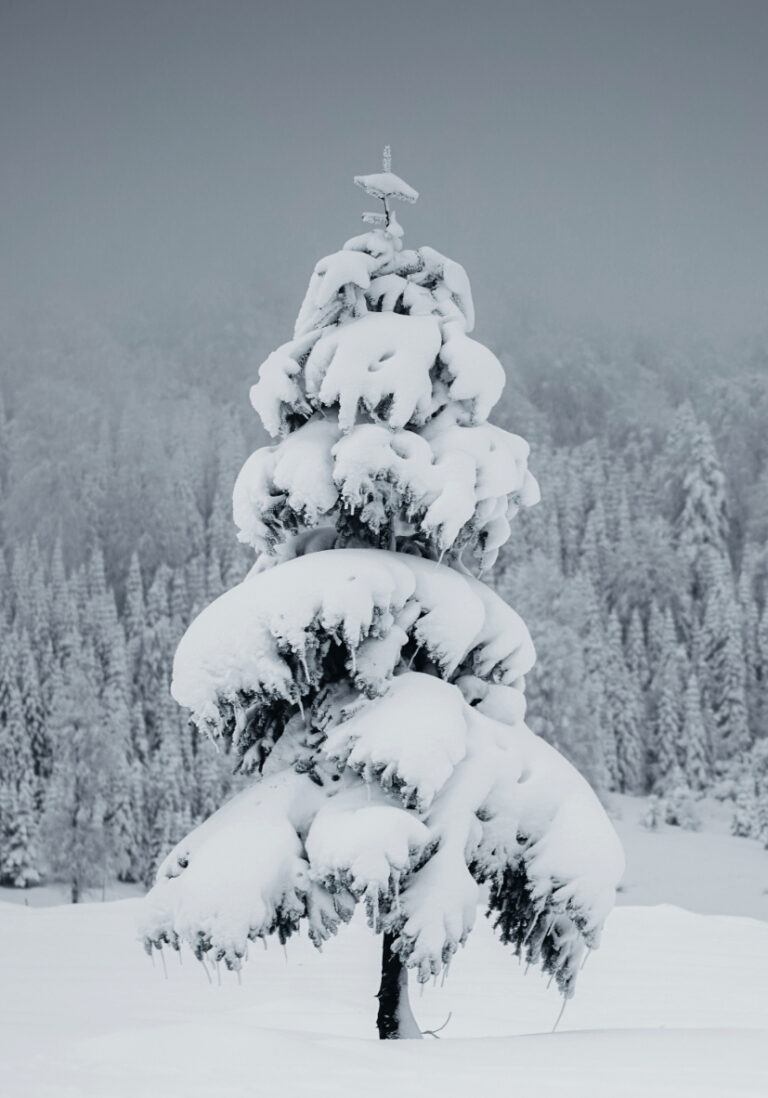 Schneebedeckter Baum in Winterlandschaft