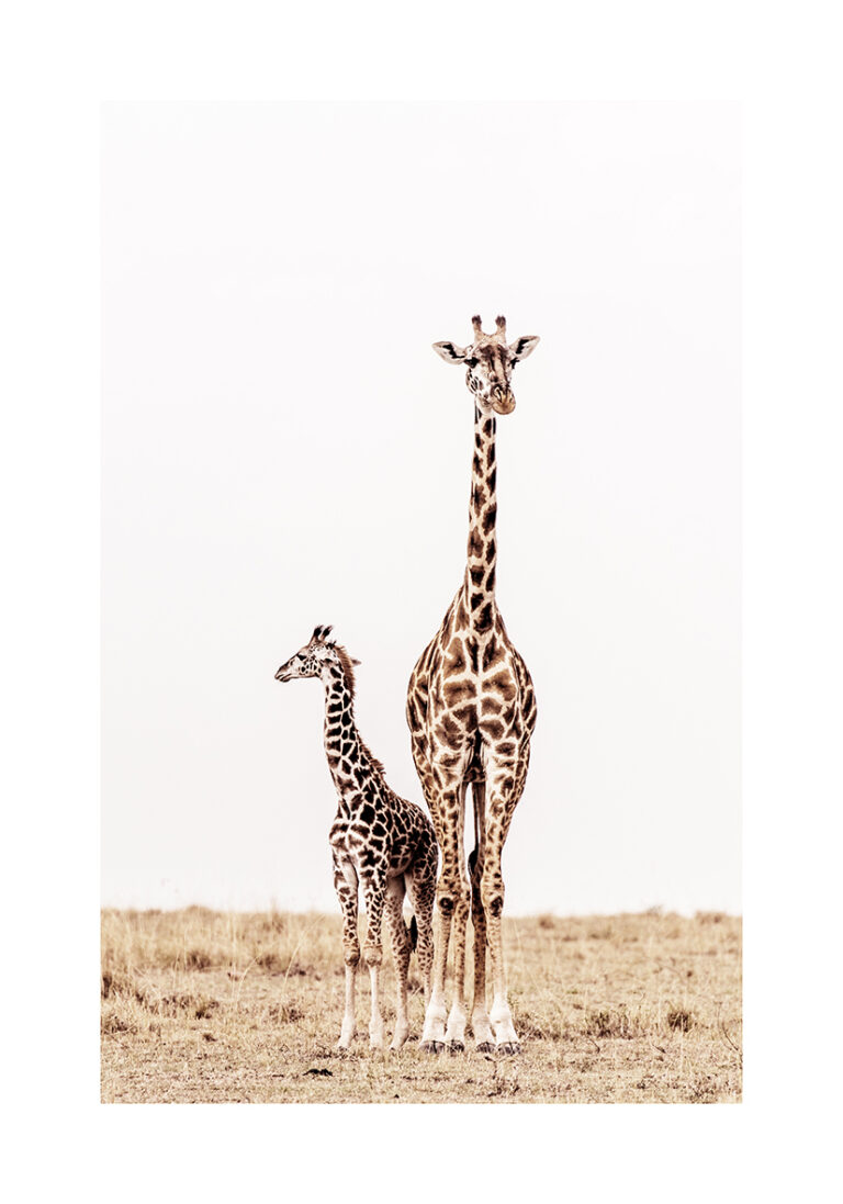 Giraffenmutter mit ihrem Jungen