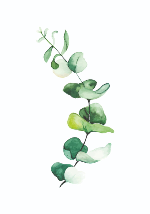 Botanisches Aquarell auf weißem Grund