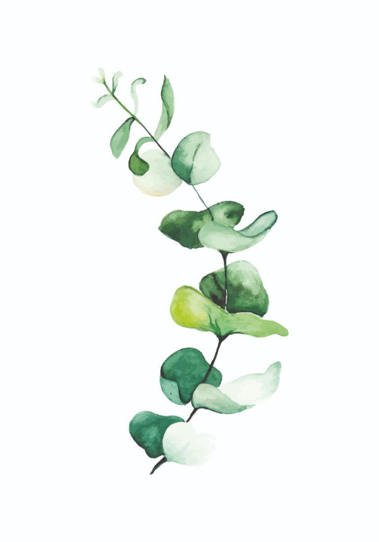 Botanisches Aquarell auf weißem Grund