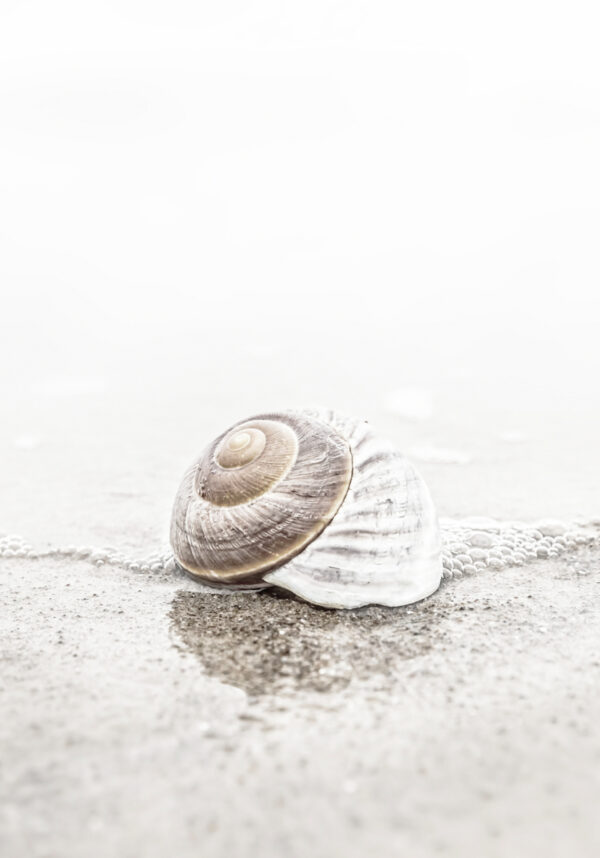 Minimalistische Muschel im Strandsand