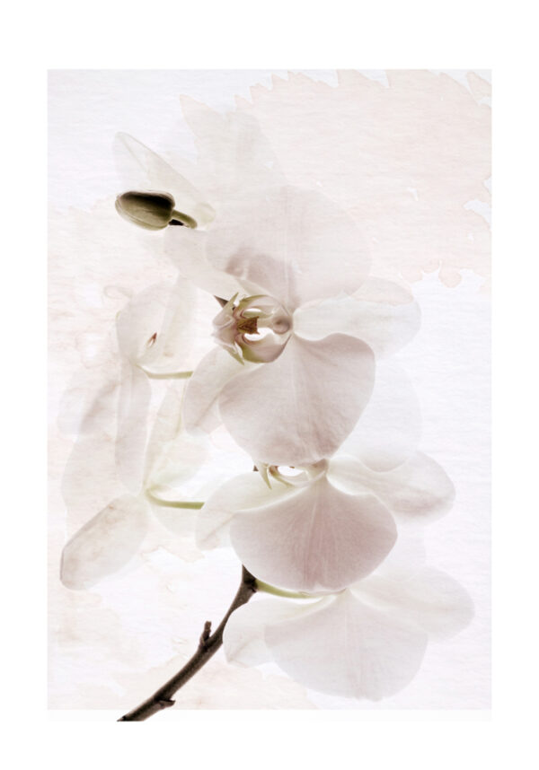 Minimalistische weiße Orchidee in Aquarell
