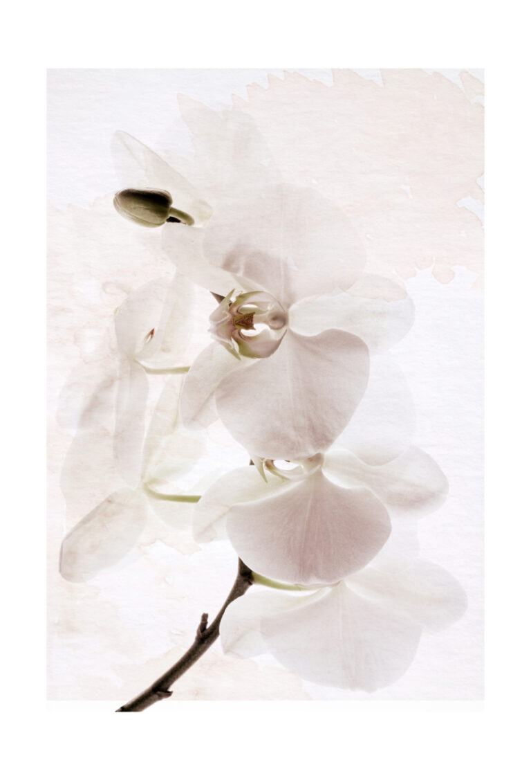 Minimalistische weiße Orchidee in Aquarell