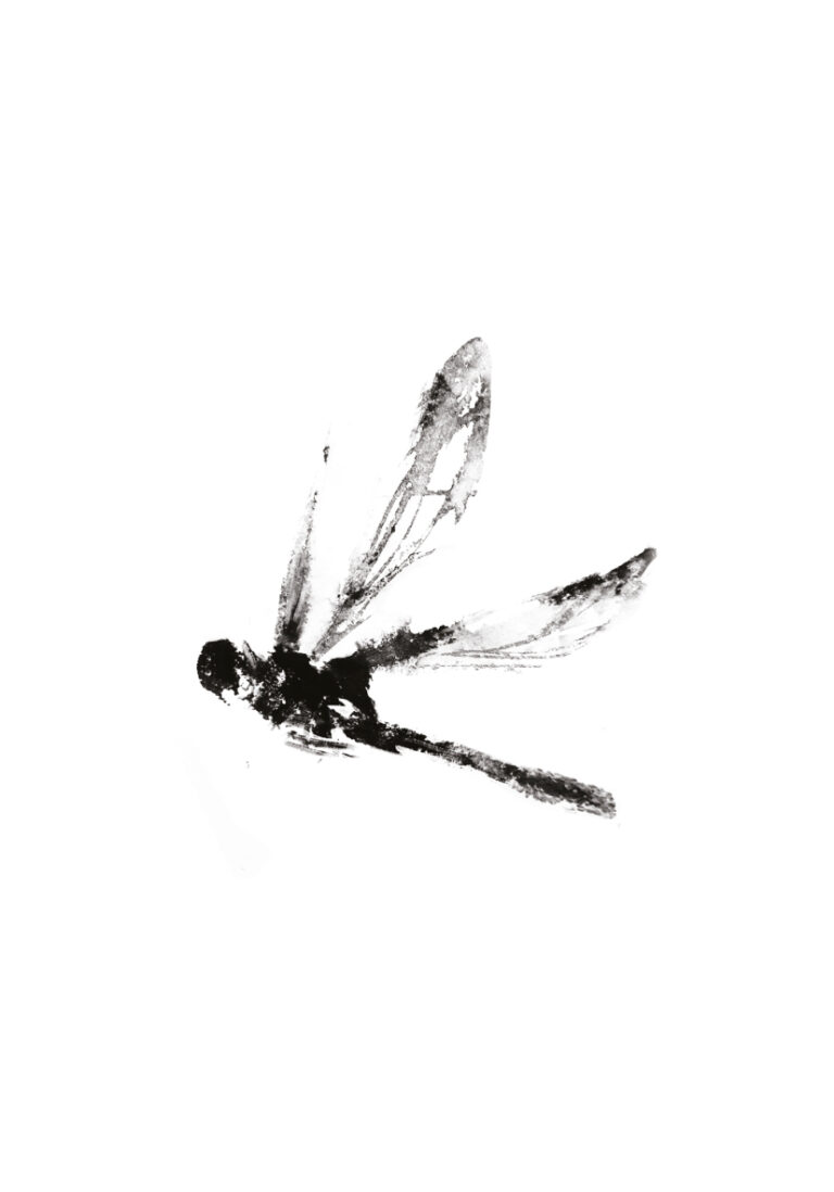 Naturillustration einer Libelle in Tusche
