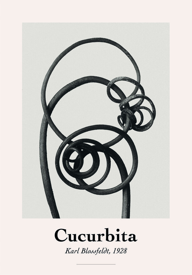 Abstrakte botanische Kunst von Karl Blossfeldt