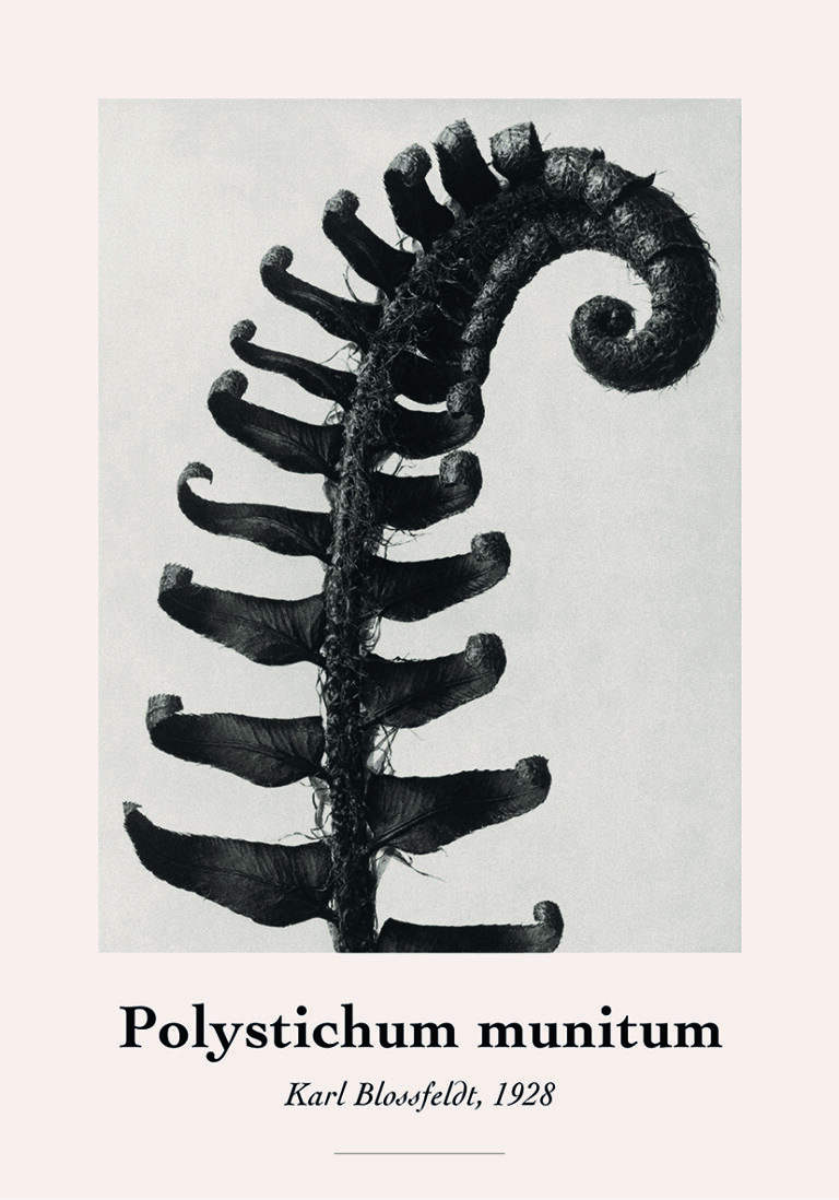 Monochromes botanisches Werk – Farndetail