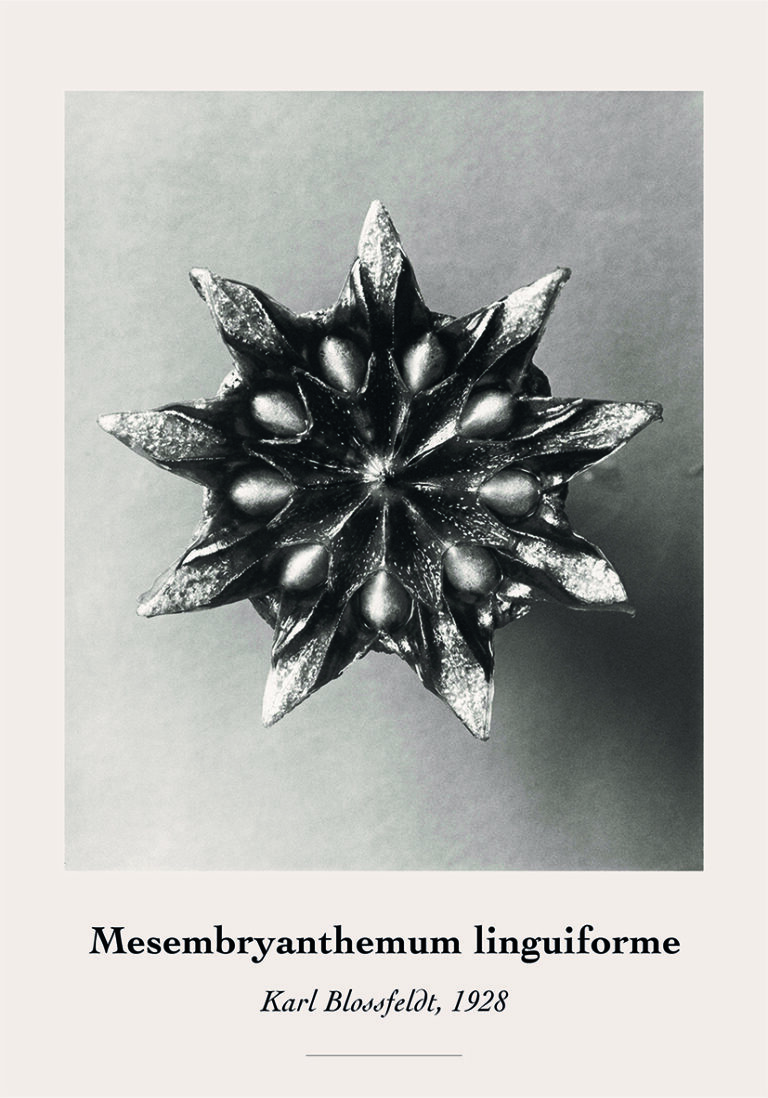 Elegante botanische Fotografie in Monochrom