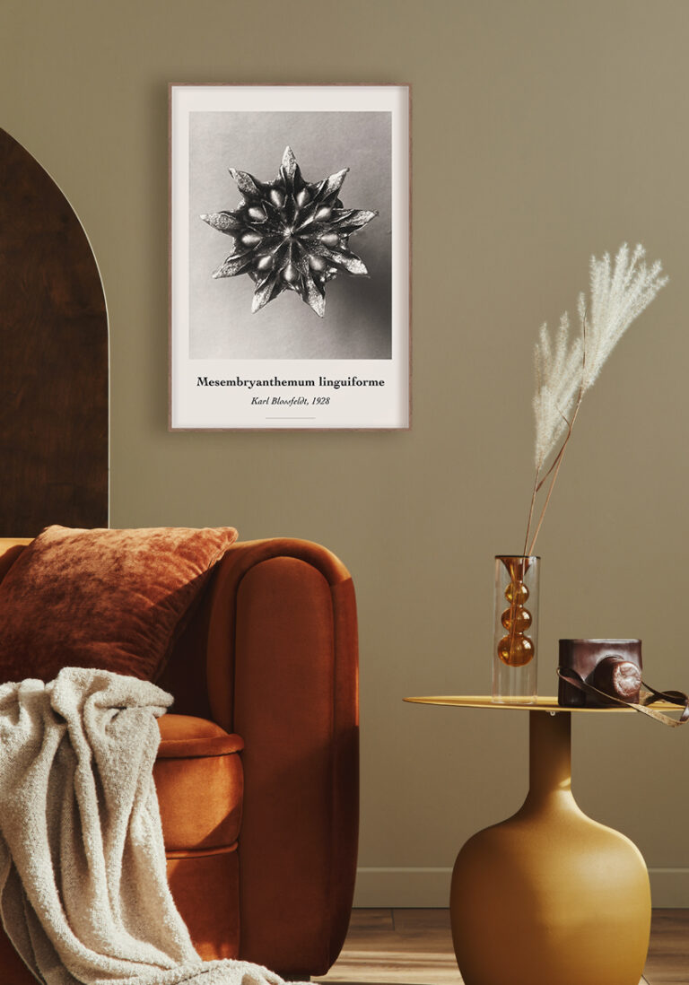 Elegante botanische Fotografie in Monochrom