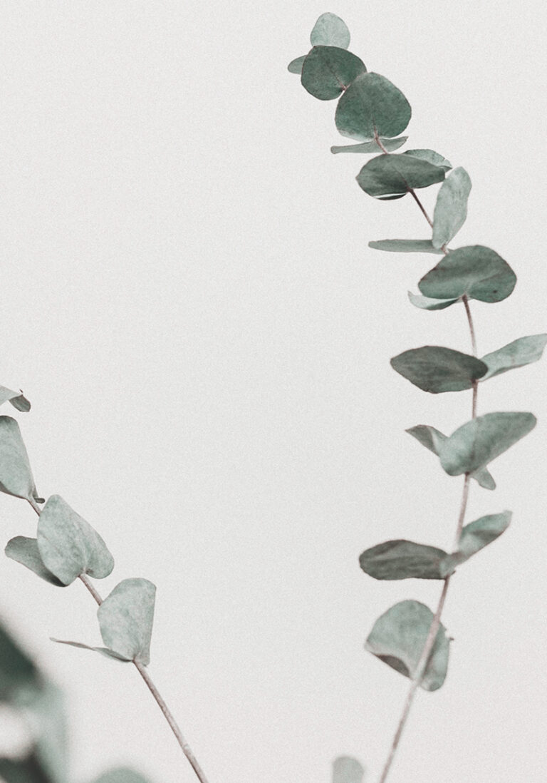Minimalistisches Arrangement aus Eukalyptuszweigen
