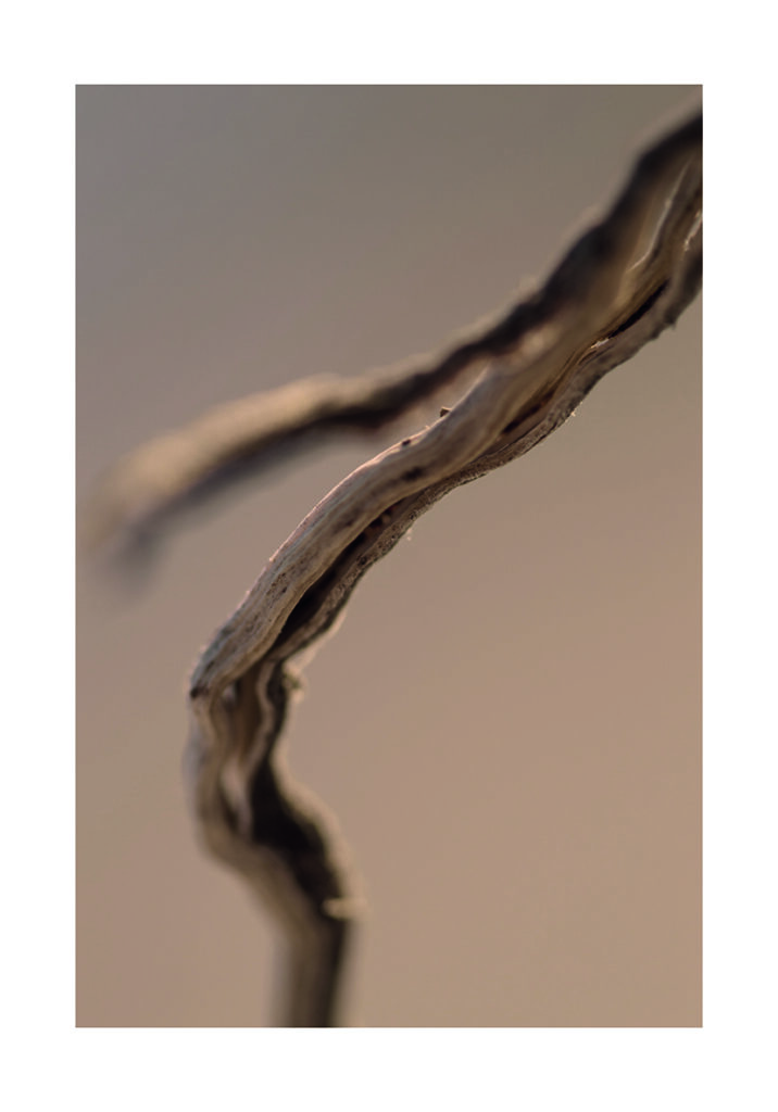 PIEL 2