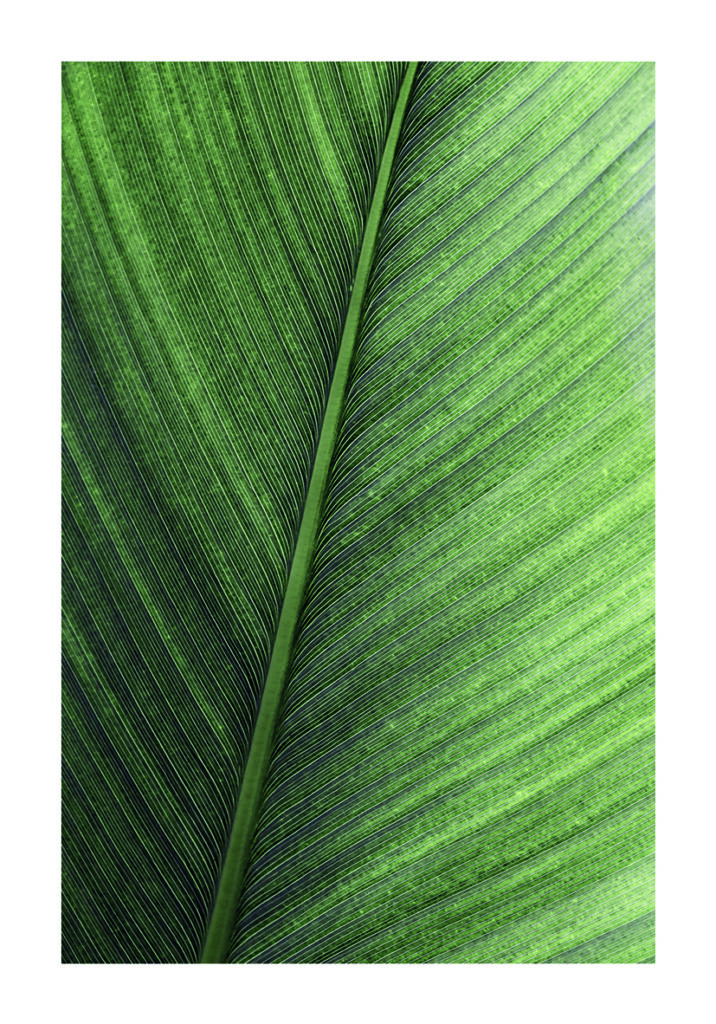 ORGANIC 2