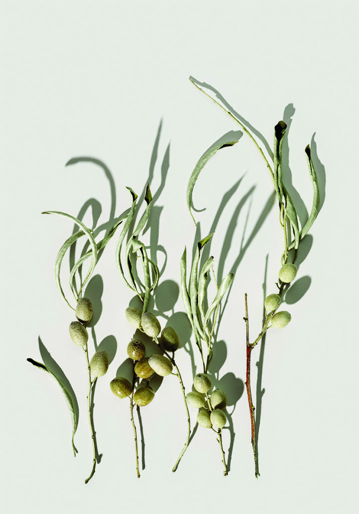 COSTERO 8