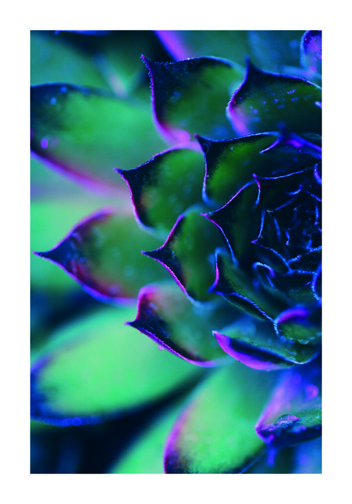 VIBRANT 1