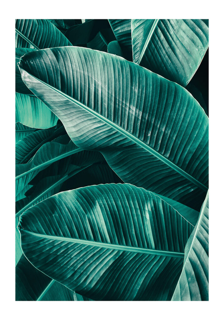 VEGETACION 2