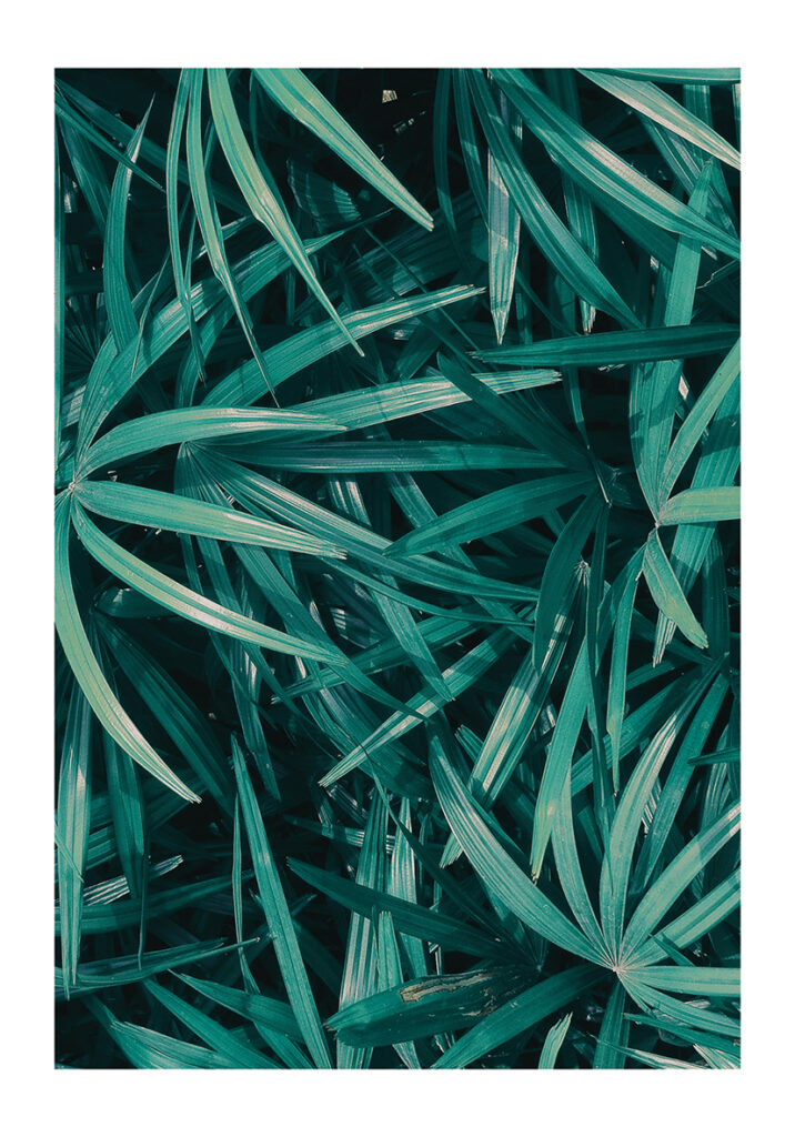 VEGETACION 3