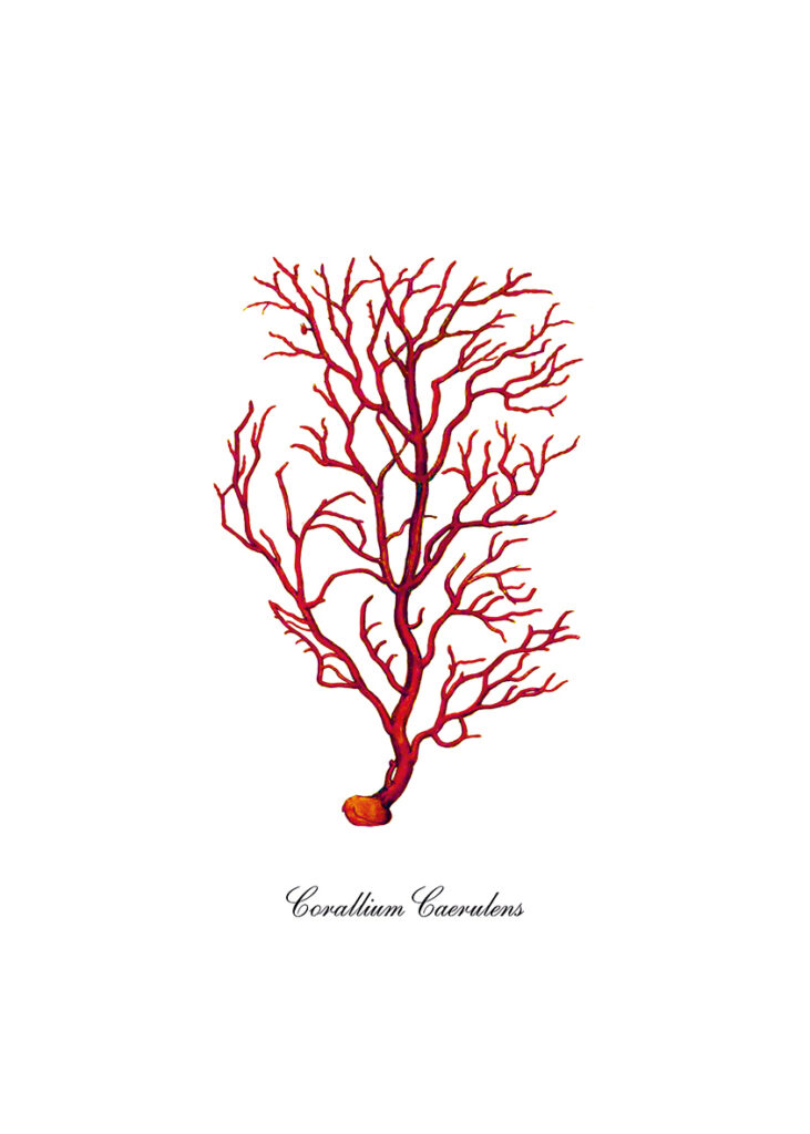 CORAL 5