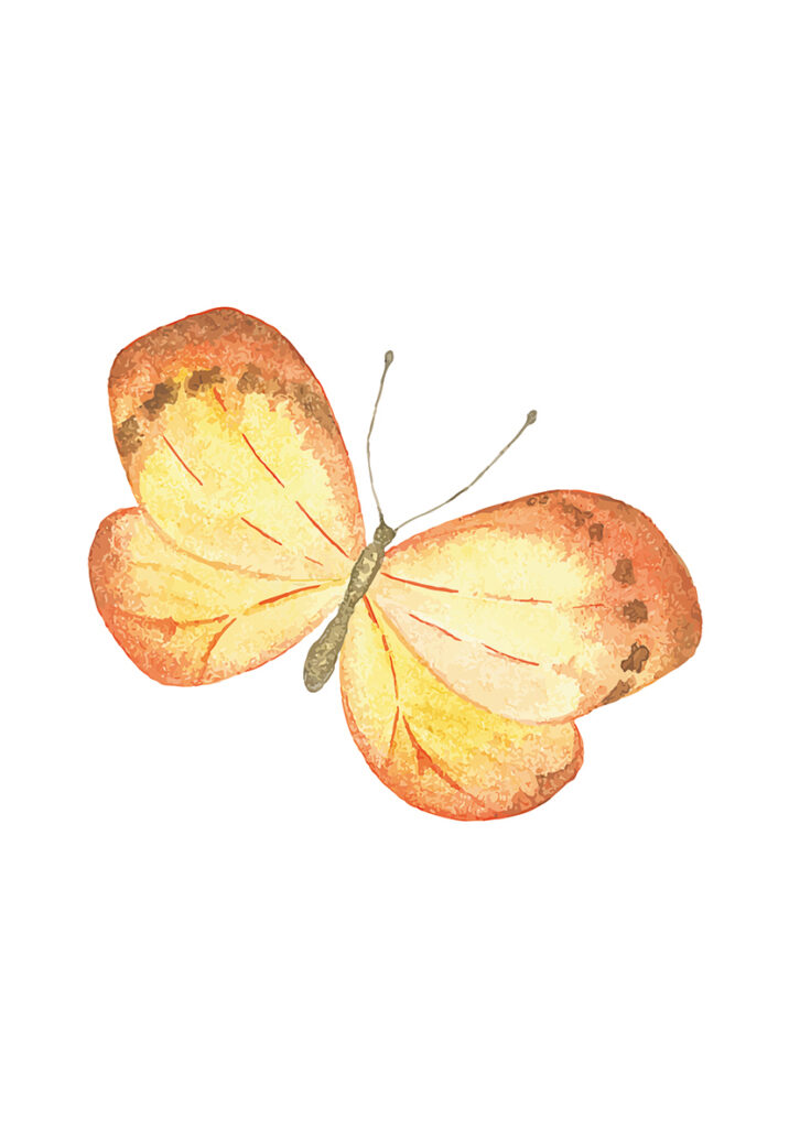 MARIPOSA 2