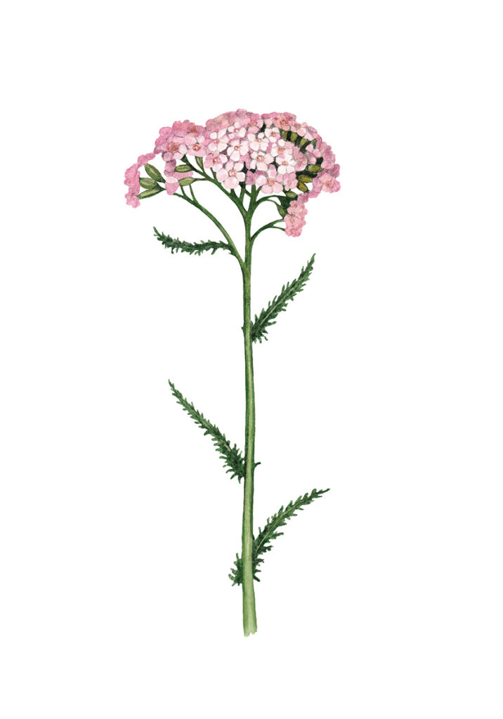 FLOR 4