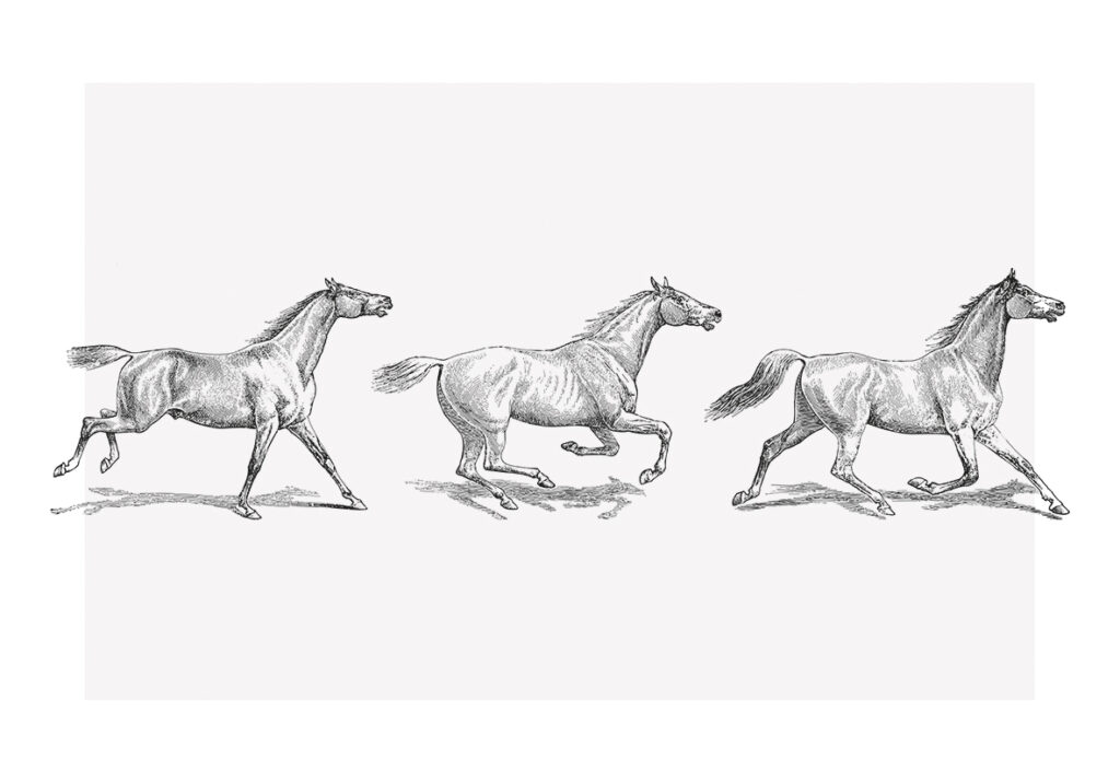 CABALLOS
